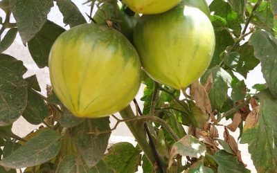 006 Mejora de la resiliencia y sostenibilidad del tomate Valenciano